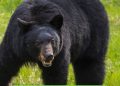 6 States With the Most Black Bears