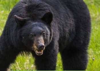 6 States With the Most Black Bears