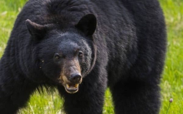 6 States With the Most Black Bears