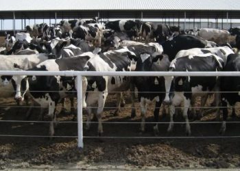 California Dairy Captures Methane — And It Actually Works