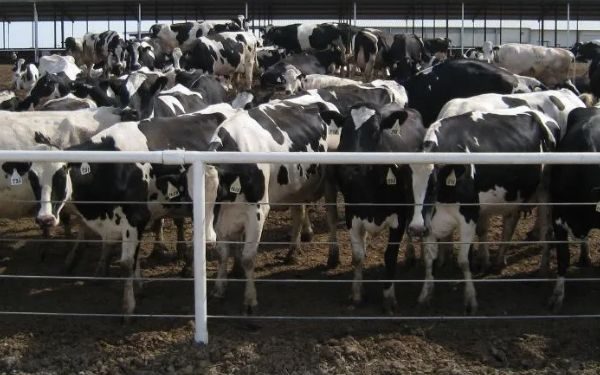 California Dairy Captures Methane — And It Actually Works