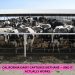 California Dairy Captures Methane — And It Actually Works
