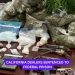 1,400 Pills, 3 Pounds of Meth, 1 Loaded Gun: California Dealers Sentenced to Federal Prison