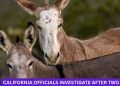 California officials investigate after two wild donkeys found shot with arrows