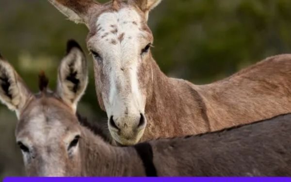 California officials investigate after two wild donkeys found shot with arrows