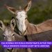 California officials investigate after two wild donkeys found shot with arrows