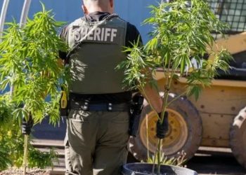 New bill aims to penalize landowners for illegal cannabis grows across Oregon