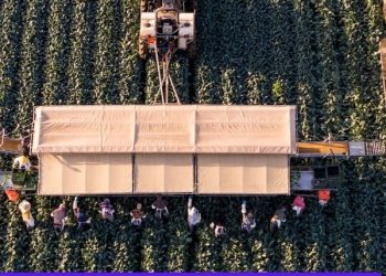 Oregon Farm Bureau Says Immigration Crackdowns Disrupt Agriculture, Spark Labor Crisis Concerns