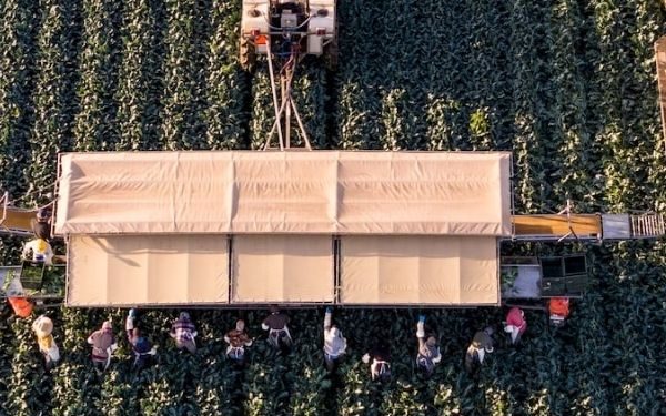 Oregon Farm Bureau Says Immigration Crackdowns Disrupt Agriculture, Spark Labor Crisis Concerns