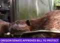 Oregon Senate Approves Bill to Protect Beavers for Waterway Restoration