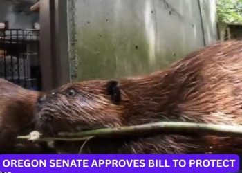 Oregon Senate Approves Bill to Protect Beavers for Waterway Restoration