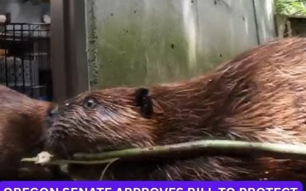 Oregon Senate Approves Bill to Protect Beavers for Waterway Restoration
