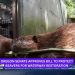 Oregon Senate Approves Bill to Protect Beavers for Waterway Restoration