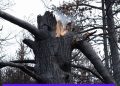 Oregon needs a smarter wildfire strategy