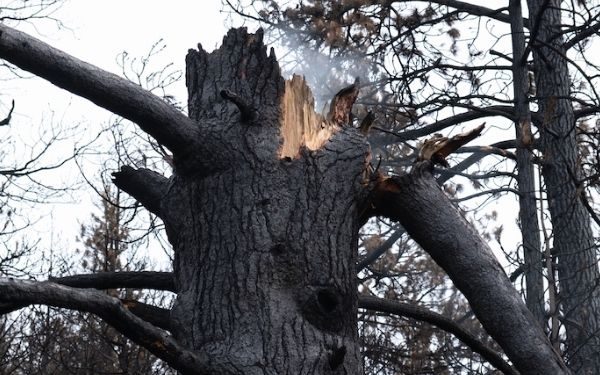 Oregon needs a smarter wildfire strategy