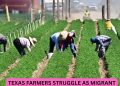 Texas Farmers Struggle as Migrant Workers Avoid ICE Raids