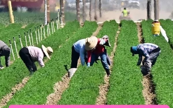 Texas Farmers Struggle as Migrant Workers Avoid ICE Raids