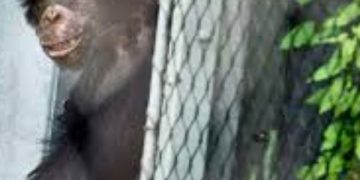 Woman Mauled by Pet Chimp Shares Life Update 16 Years After Attack