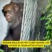 Woman Mauled by Pet Chimp Shares Life Update 16 Years After Attack